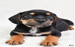 Beabull dogs for sale: Charlie - Image 2