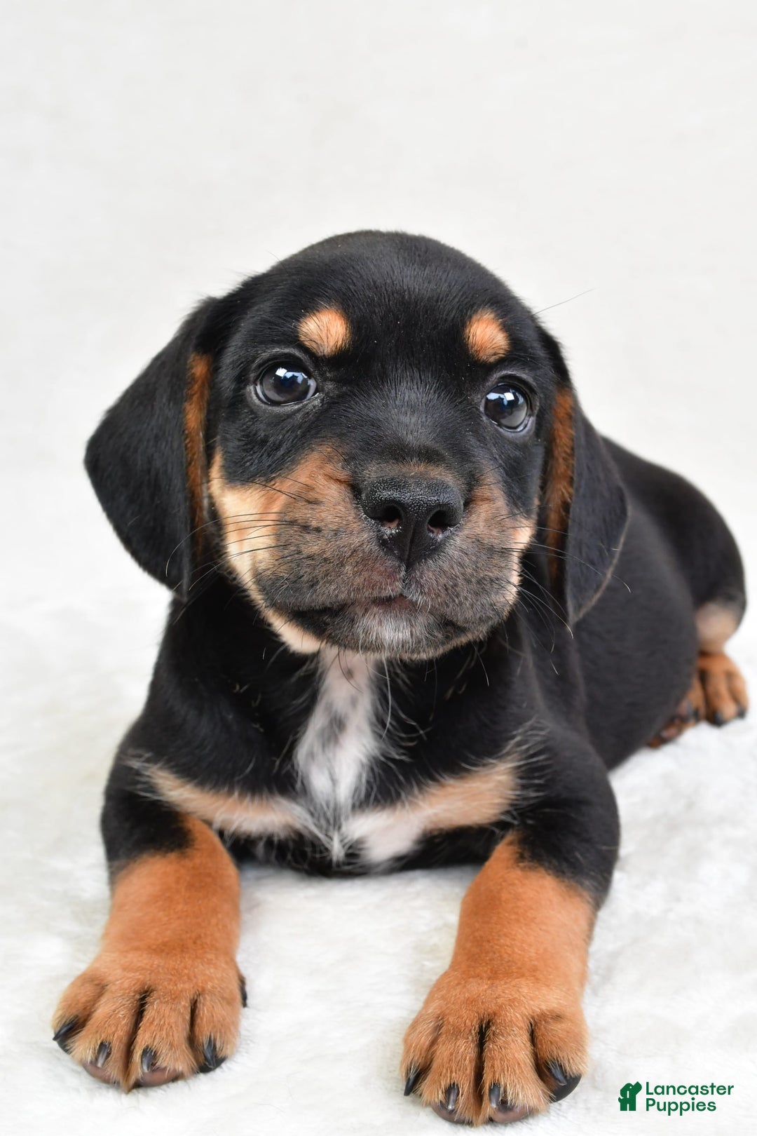 Beabull dogs for sale: Charlie - Image 2