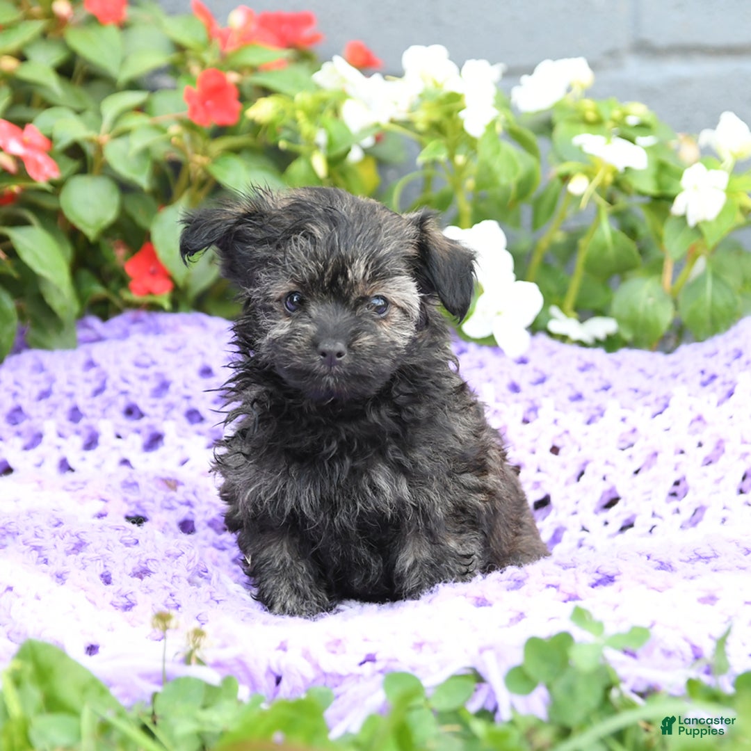 Chipoo dogs for sale: Wags - Image 1