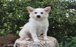 American Eskimo dogs for sale: Skipper - Image 4