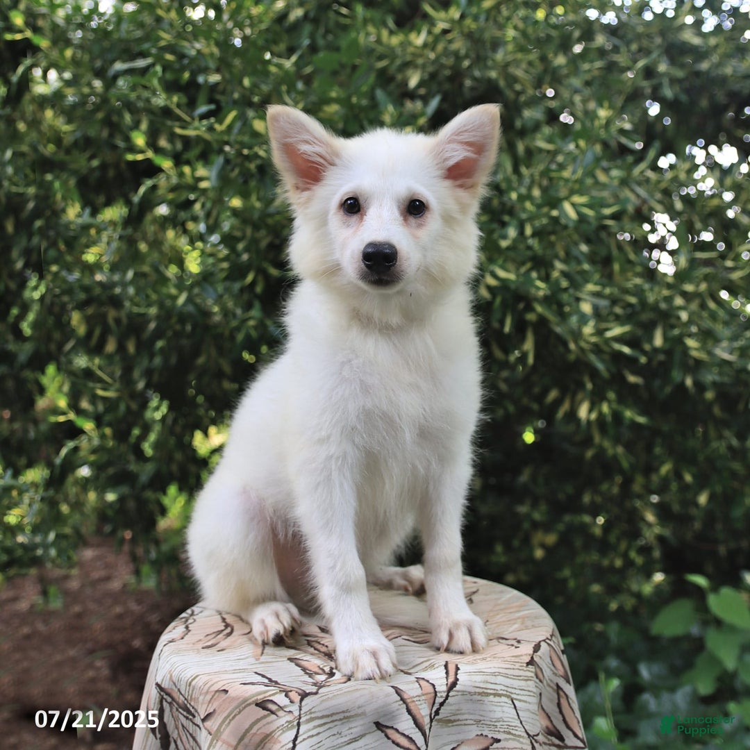 American Eskimo dogs for sale: Skipper - Image 4
