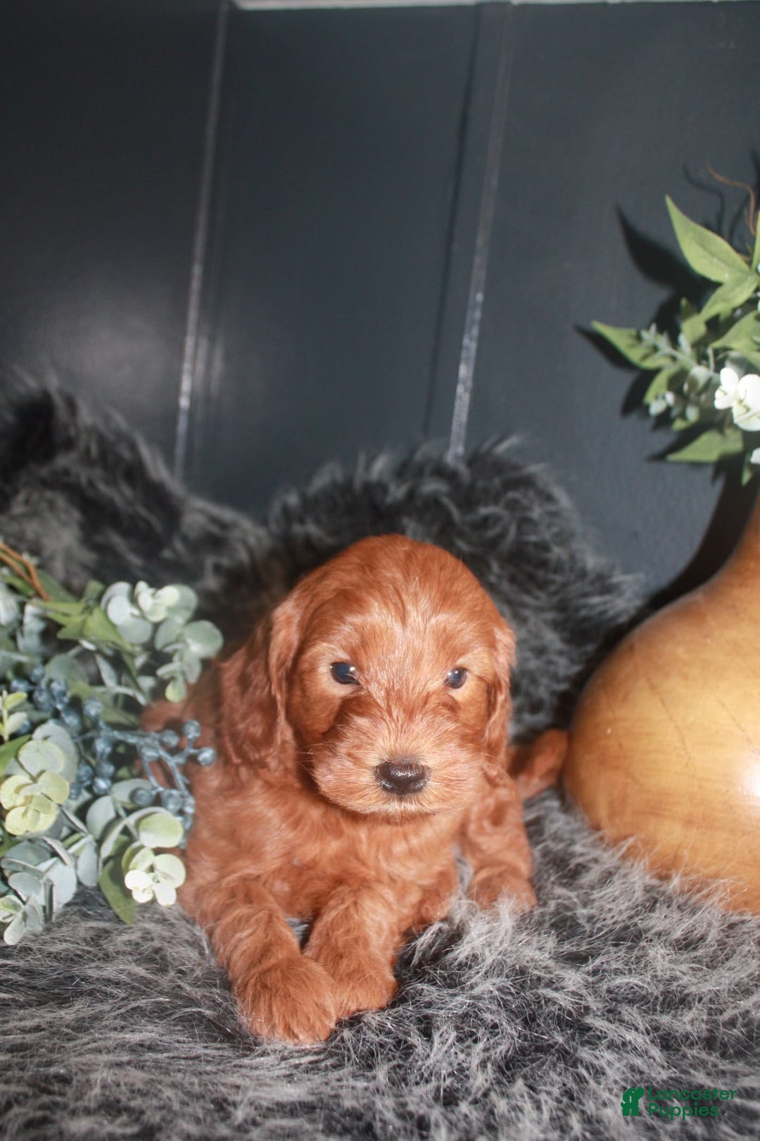 Mini Goldendoodle dogs for sale: Bear - Image 5
