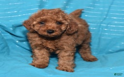 Miniature Poodle dogs for sale: Tessa - Image 12