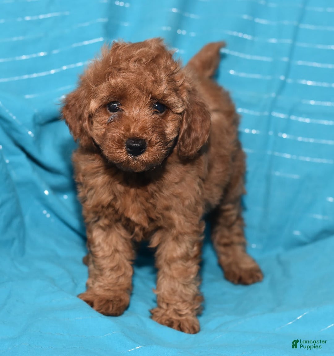 Miniature Poodle dogs for sale: Tessa - Image 12