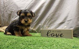 Yorkshire Terrier dogs for sale: Chad - Image 1