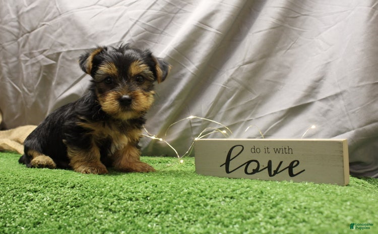 Yorkshire Terrier dogs for sale - Ad 2