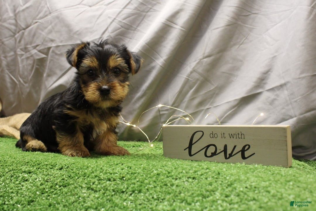 Yorkshire Terrier dogs for sale: Chad - Image 1