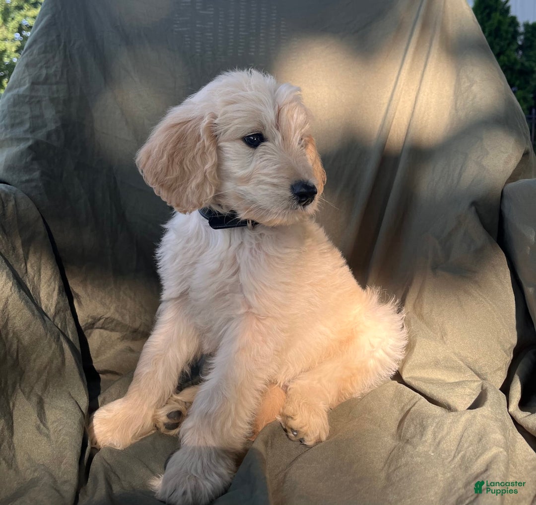 Goldendoodle dogs for sale: Milo - Image 2