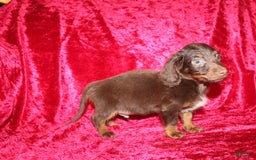 Dachshund dogs for sale: Austin Mini - Image 7