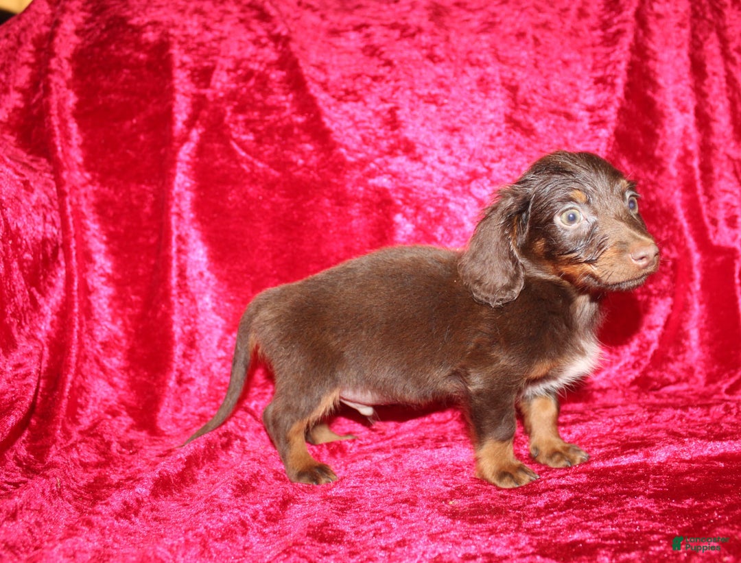 Dachshund dogs for sale: Austin Mini - Image 7
