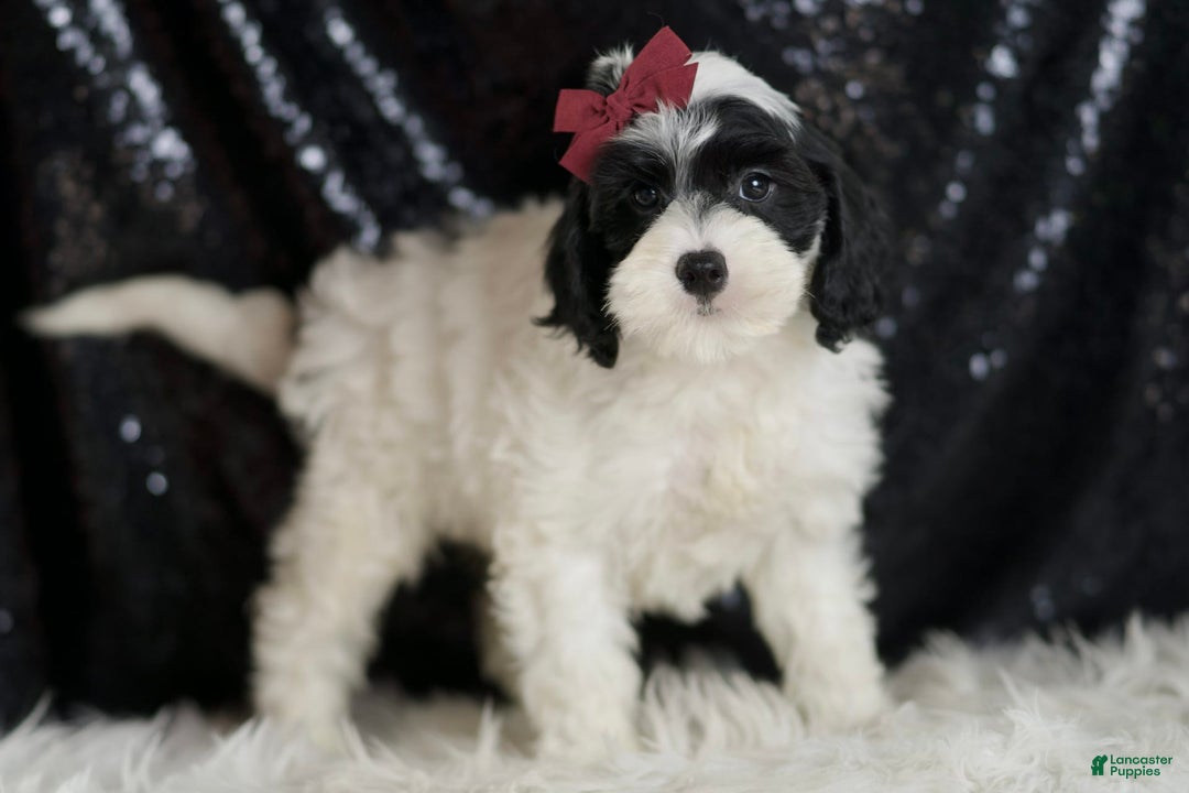 Cavapoo dogs for sale: Crasher - Image 5