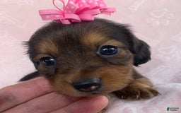 Miniature Dachshund dogs for sale: Baby Callie - Image 3