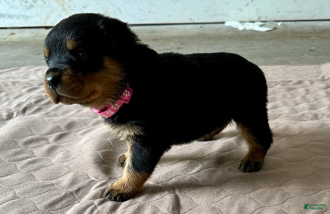 Rottweiler dogs for sale: Violet Collar - Image 3