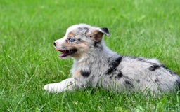 Australian Shepherd dogs for sale: Milo - Image 10