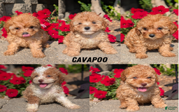 Cavapoo dogs for sale: Kobe - Image 10