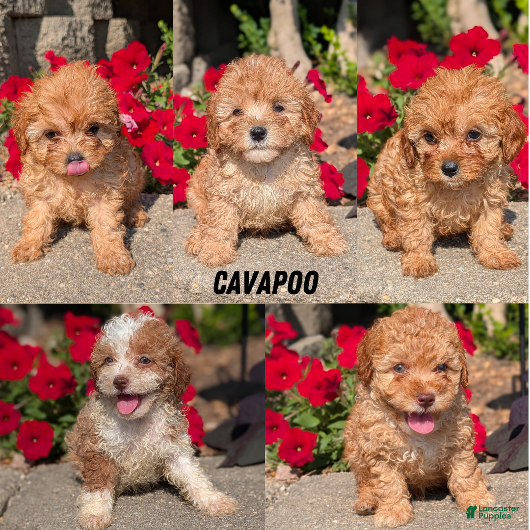 Cavapoo dogs for sale: Kobe - Image 10