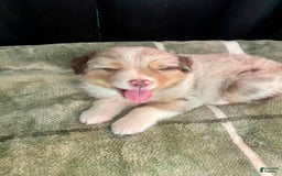 Australian Shepherd dogs for sale: Captain - Image 2