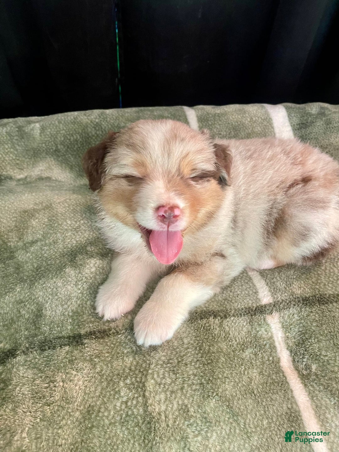 Australian Shepherd dogs for sale: Captain - Image 2
