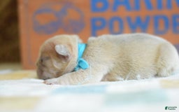 French Bulldog dogs for sale: Blue collar - Image 1
