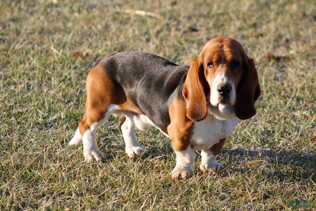 Basset Hound dogs for sale: FAY - Image 13