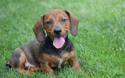 Dachshund dogs for sale: Weston - Image 6