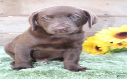 Labrador Retriever dogs for sale: Buster - Image 4