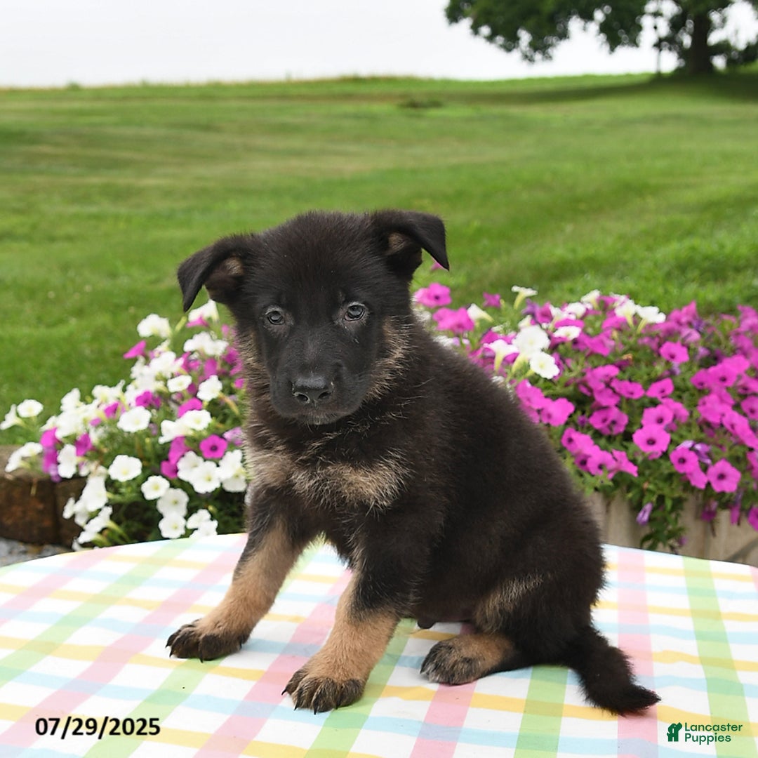German Shepherd dogs for sale: Mason - Image 2