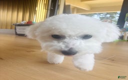Bichon Frise dogs for sale: Zoe - Image 1