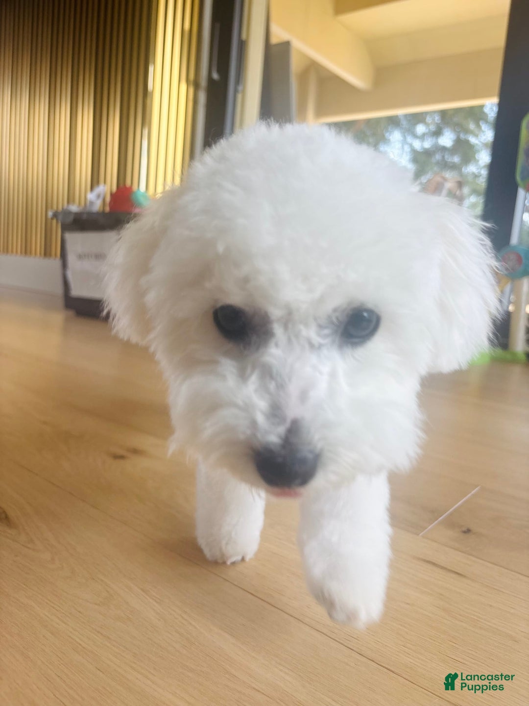 Bichon Frise dogs for sale: Zoe - Image 1