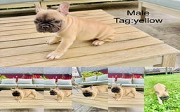 French Bulldog dogs for sale: Chester - Image 2