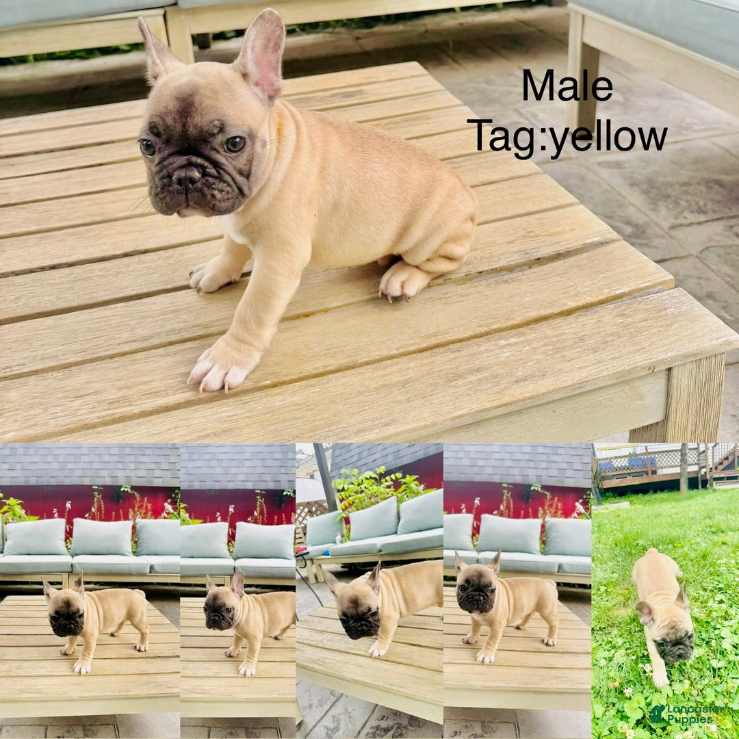 French Bulldog dogs for sale: Chester - Image 2