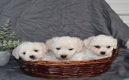 Bichon Frise dogs for sale: Darius - Image 3