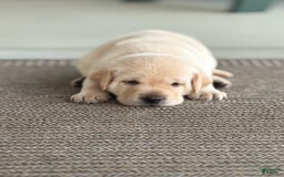 Labrador Retriever dogs for sale: Leo - Image 2