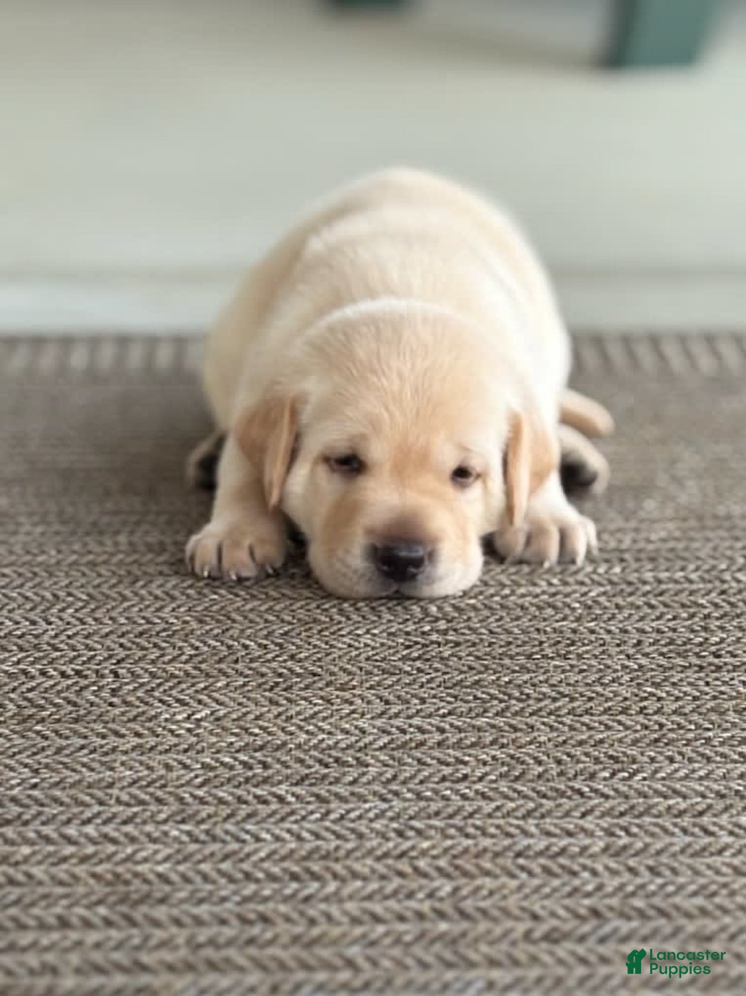 Labrador Retriever dogs for sale: Leo - Image 2