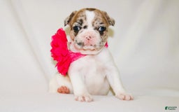 French Bulldog dogs for sale: Athena Akc - Image 43