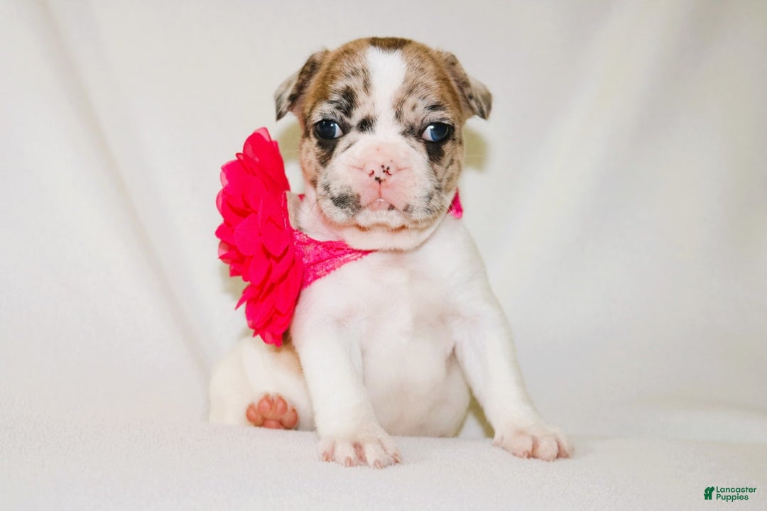 French Bulldog dogs for sale: Athena Akc - Image 43