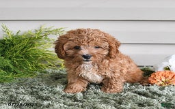 Cavapoo dogs for sale: Princess - Image 3