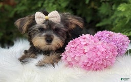 Yorkshire Terrier dogs for sale: Baxter - Image 9