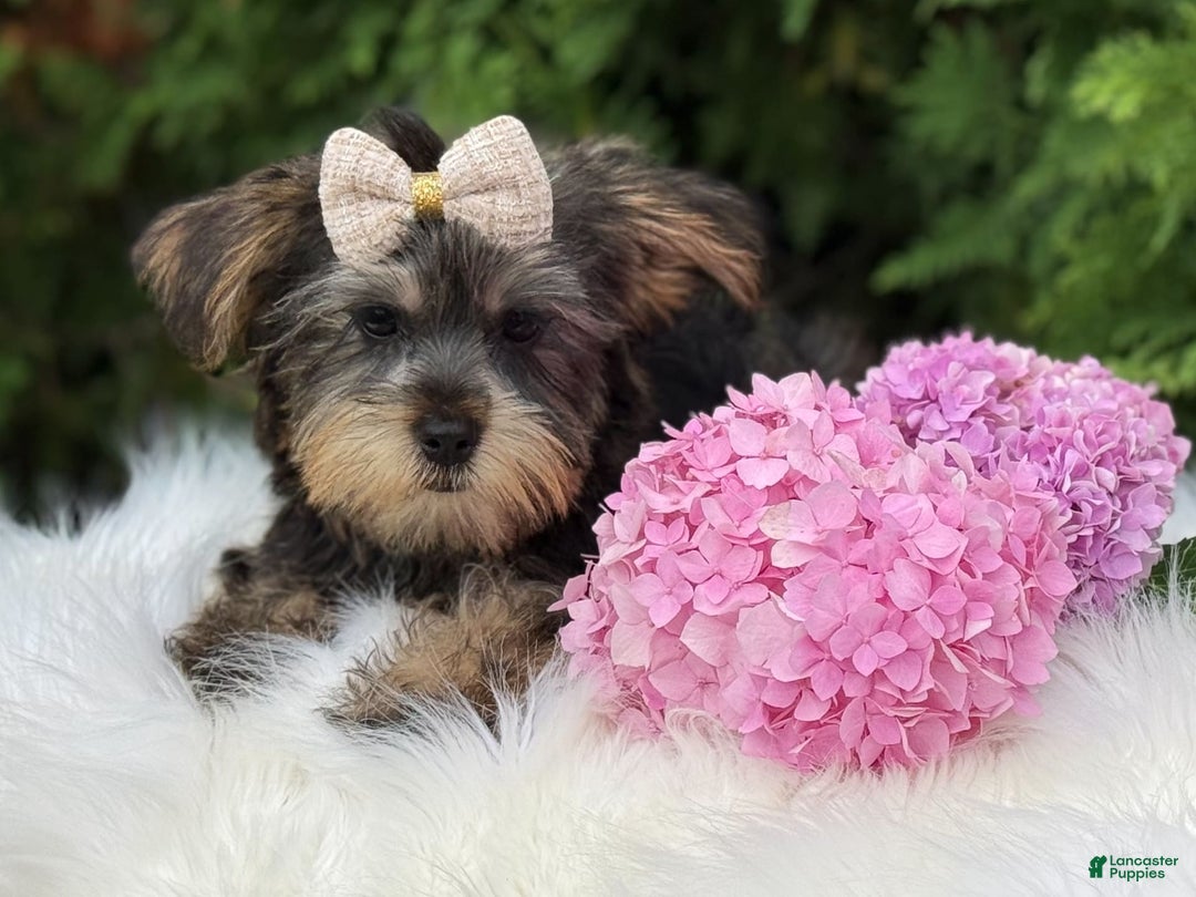 Yorkshire Terrier dogs for sale: Baxter - Image 9