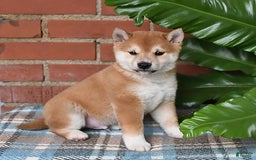 Shiba Inu dogs for sale: Bouncer - Image 5