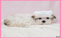 Morkie dogs for sale: Gemma - Image 1