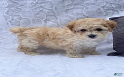 Bichpoo dogs for sale: Chloe - Image 3