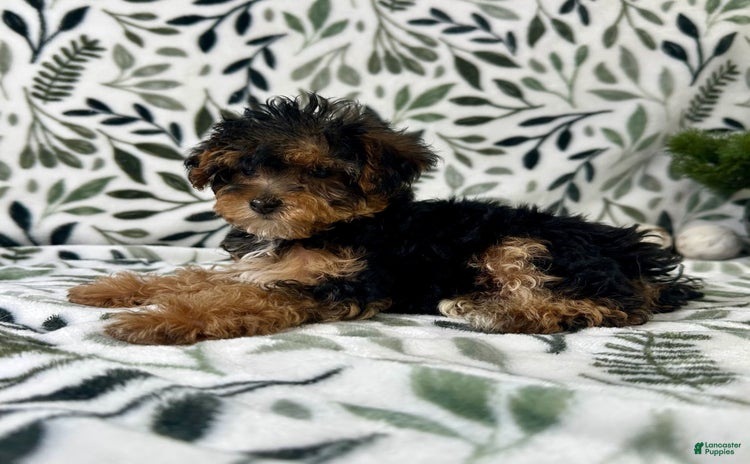 Yorkiepoo dogs - Advert 3