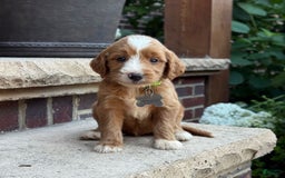 Goldendoodle dogs for sale: Abby - Image 7