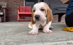 Basset Hound dogs for sale: Daisy - Image 12