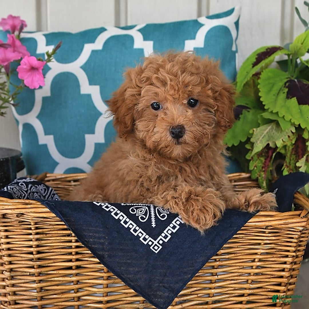 Miniature Poodle dogs for sale: Miniature Poodle 7 puppies - Image 10