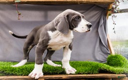 Great Dane dogs for sale: Missy - Image 16