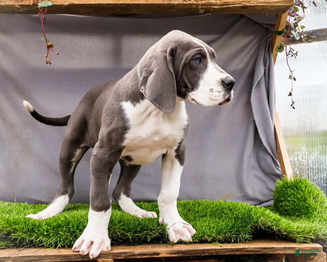 Great Dane dogs for sale: Missy - Image 16