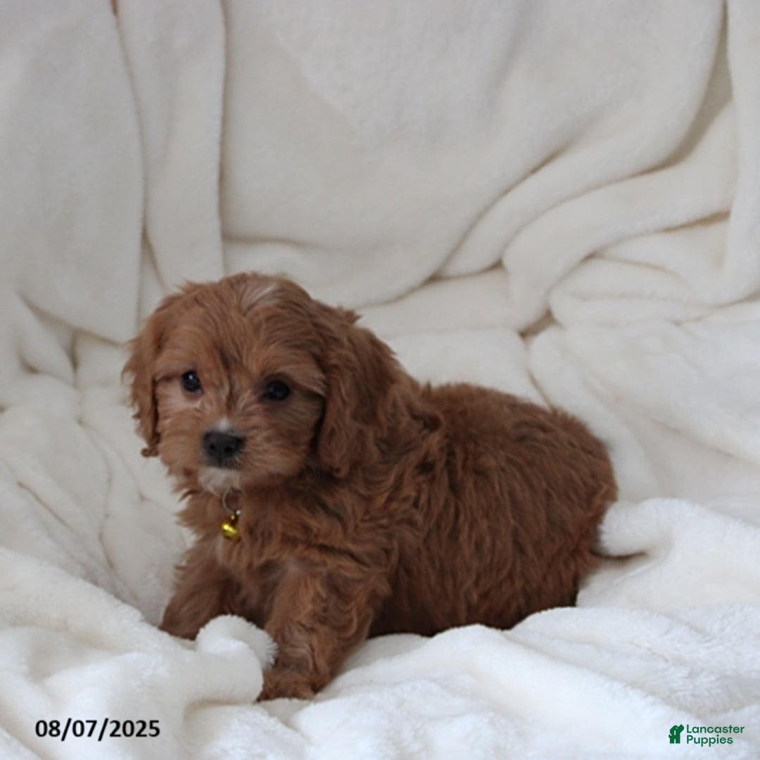 Cavapoo dogs for sale: Max - Image 5
