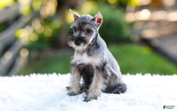 Miniature Schnauzer dogs for sale: Blaze - Image 9